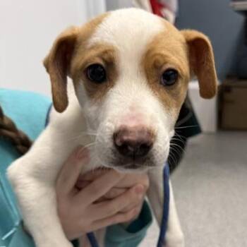 Labrador Retriever Dogs Available for Adoption - Francis | PetCurious