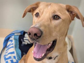 Rescue Labrador Retriever and German Shepherd Dog Dogs for Adoption in Portland, Oregon - Nick | PetCurious
