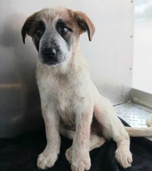 Mixed Breed Dogs Available for Adoption - Shirley Temple | PetCurious