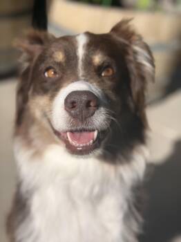 Angie -  Australian Shepherd Dog for Adoption in Aspen, Colorado - Angie | PetCurious