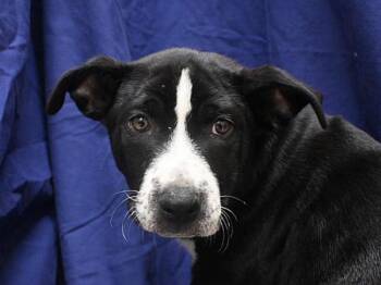 Peach Ring -  Border Collie and Pit Bull Terrier Dog for Adoption in Portland, Oregon - Peach Ring | PetCurious