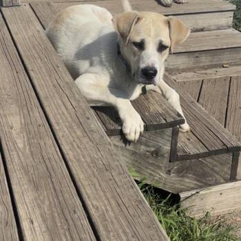 Bronco -  Mixed Breed Dog for Adoption in Buffalo, Minnesota - Bronco | PetCurious