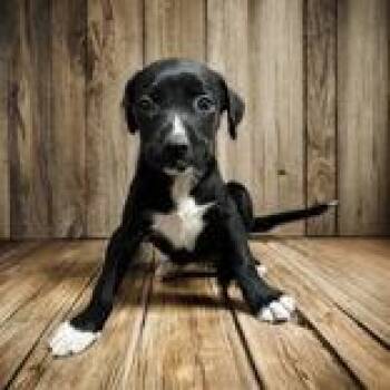 Starling -  Mixed Breed Dog for Adoption in Portsmouth, Ohio - Starling | PetCurious
