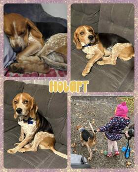 Rescue Mixed Breed Dogs for Adoption in Lancaster, New York - Hobart | PetCurious