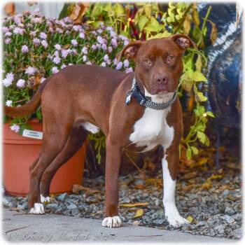 Rescue Pit Bull Terrier Dogs for Adoption in Wake Forest, North Carolina - Rondo | PetCurious