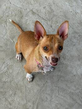 Star -  Chihuahua Dog for Adoption in Lodi, California - Star | PetCurious