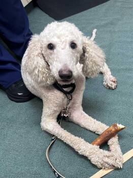 Dahly -  Poodle Dog for Adoption in Silver Spring, Maryland - Dahly | PetCurious