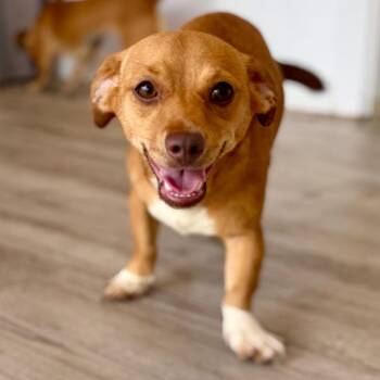 Coco -  Chihuahua and Dachshund Dog for Adoption in Green Bay, Wisconsin - Coco | PetCurious