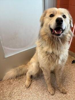 Great Pyrenees Dogs Available for Adoption in Pueblo, Colorado - TOMMY | PetCurious
