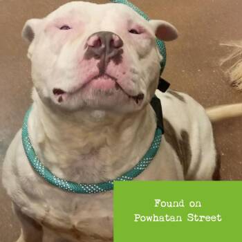 Pit Bull Terrier and Mixed Breed Dogs Available for Adoption in Lynchburg, Virginia - Flex | PetCurious