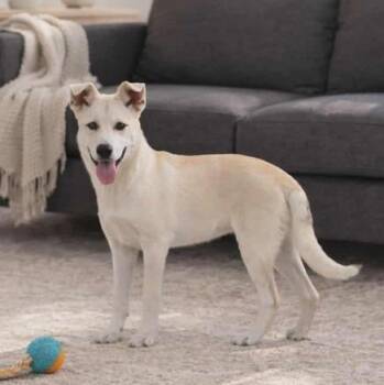 Labrador Retriever Dogs Available for Adoption in Denver, Colorado - Luke | PetCurious