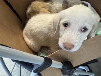 A811634 -  Great Pyrenees Dog for Adoption in San Antonio, Texas - A811634 | PetCurious