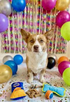 Corgi Dogs Available for Adoption in San Tan Valley, Arizona - Rex | PetCurious