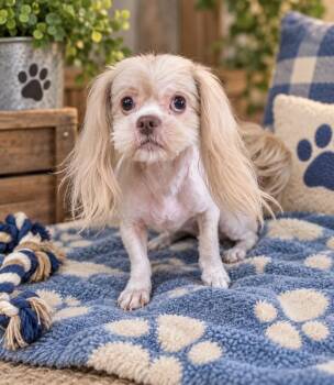 Ben -  Shih Tzu Dog for Adoption in Cedartown, Georgia - Ben | PetCurious