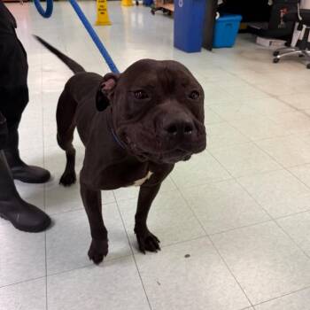 Pit Bull Terrier Dogs Available for Adoption in Philadelphia, Pennsylvania - Sarge | PetCurious