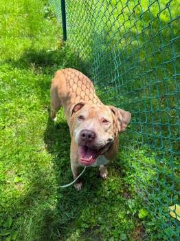 TYLER -  Pit Bull Terrier Dog Available for Adoption in St. Peters, Missouri - TYLER | PetCurious