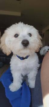 FOSTER ME - Brax -  Schnauzer and Maltese Dog for Adoption in Grafton, Wisconsin - FOSTER ME - Brax | PetCurious