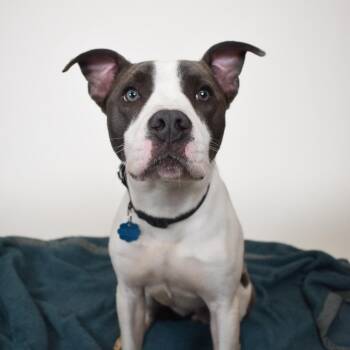 Medusa -  Mixed Breed Dog for Adoption in West Palm Beach, Florida - Medusa | PetCurious