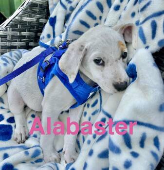 Labrador Retriever Dogs Available for Adoption in Austin, Texas - Alabaster | PetCurious