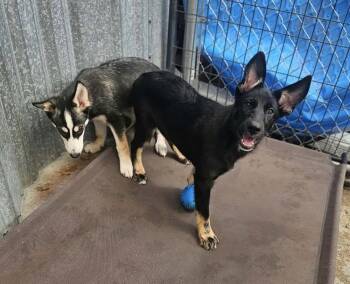 Karmon -  Shepherd Dog for Adoption in Fremont, Nebraska - Karmon | PetCurious