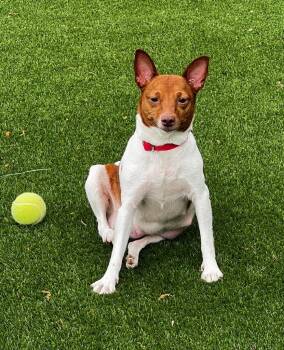 Tippi -  Jack Russell Terrier and Rat Terrier Dog for Adoption in Dalton, Georgia - Tippi | PetCurious