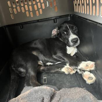 Meela(CP) -  Mixed Breed Dog for Adoption in Clinton, Illinois - Meela(CP) | PetCurious