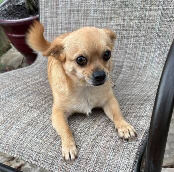 Tails -  Chihuahua Dog for Adoption in Houston, Texas - Tails | PetCurious