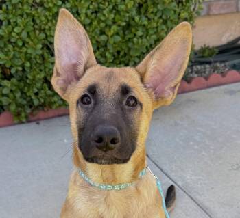 German Shepherd Dog Dogs Available for Adoption in Newport Beach, California - Draco | PetCurious