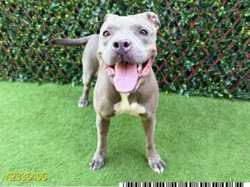 KATIA -  Mixed Breed Dog for Adoption in West Palm Beach, Florida - KATIA | PetCurious