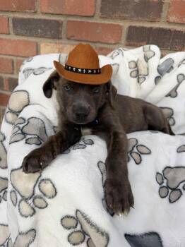 Cane Corso Dogs Available for Adoption - Aladdin Puppy | PetCurious
