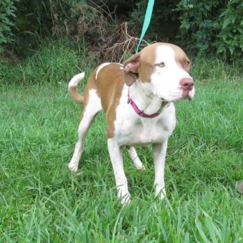 Snooki Polizzi -  Pit Bull Terrier Dog for Adoption in Lake Jackson, Texas - Snooki Polizzi | PetCurious
