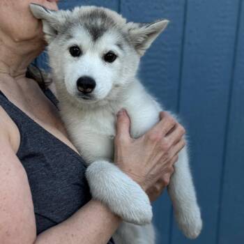 Siberian Husky Dogs Available for Adoption - Tiana | PetCurious