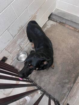Rage -  Shepherd Dog for Adoption in Twentynine Palms, California - Rage | PetCurious