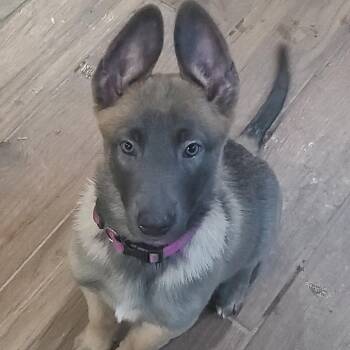 Belgian Shepherd Malinois Dogs Available for Adoption in Cumming, Georgia - Shivicant 22220 | PetCurious