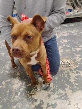 Dalton -  Pit Bull Terrier Dog for Adoption in Linton, Indiana - Dalton | PetCurious