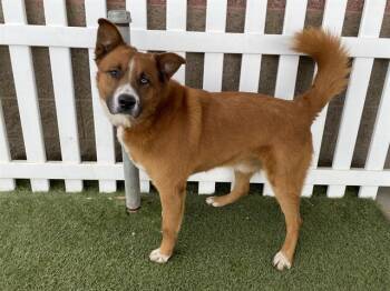 Australian Shepherd and Mixed Breed Dogs Available for Adoption in Modesto, California - A609333 | PetCurious