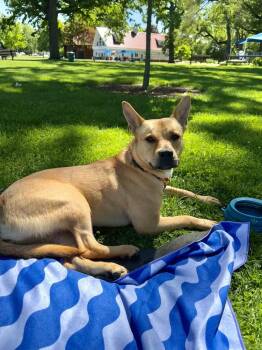 Britney Spears (26-089 D) -  Mixed Breed Dog for Adoption in Lansing, Michigan - Britney Spears (26-089 D) | PetCurious
