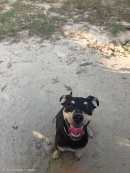 Charlie -  Rat Terrier Dog for Adoption in Bauxite, Arkansas - Charlie | PetCurious