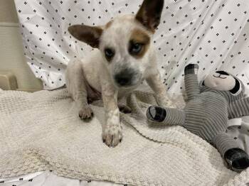 Australian Cattle Dog Blue Heeler Dogs Available for Adoption in Modesto, California - SASSY | PetCurious