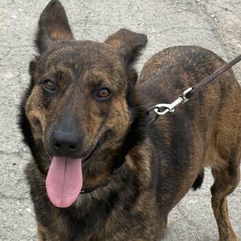 Sheba -  Belgian Shepherd Malinois Dog for Adoption in Washington, Pennsylvania - Sheba | PetCurious