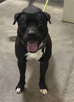 PERCY -  Pit Bull Terrier Dog for Adoption - PERCY | PetCurious