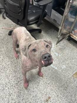 Mixed Breed Dogs Available for Adoption in West Chester, Pennsylvania - Nigel | PetCurious