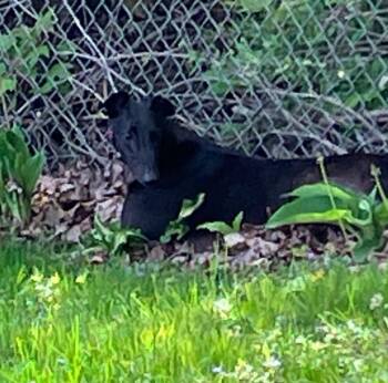 Greyhound Dogs Available for Adoption in Bondurant, Iowa - Jason | PetCurious