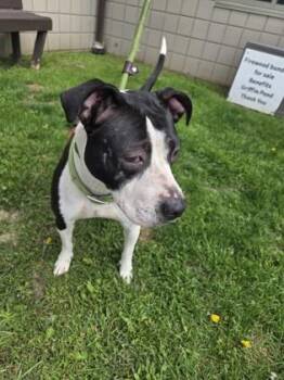 PRINCESS -  Mixed Breed Dog for Adoption - PRINCESS | PetCurious