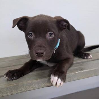 Labrador Retriever Dogs Available for Adoption - Dolly (Pink/5) | PetCurious