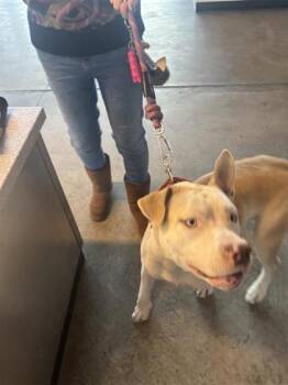 Rescue Mixed Breed Dogs for Adoption in West Chester, Pennsylvania - Ellio | PetCurious