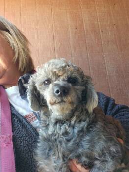 Rescue Miniature Poodle and Mixed Breed Dogs for Adoption in Severance, Colorado - Beatrice | PetCurious