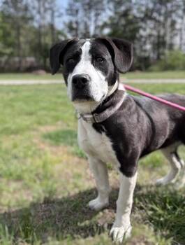 American Staffordshire Terrier and Hound Dogs Available for Adoption in Disputanta, Virginia - Rapunzel | PetCurious