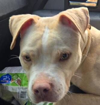 Pit Bull Terrier Dogs Available for Adoption in Salisbury, Maryland - Rooster | PetCurious