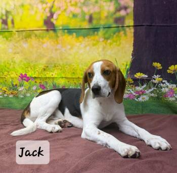 Beagle Dogs Available for Adoption in Urbana, Ohio - Jack | PetCurious